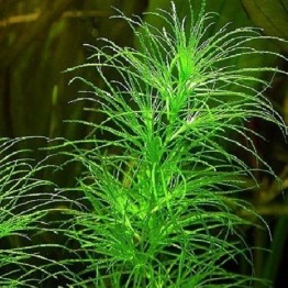 Najas indica 