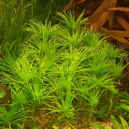 Najas indica 