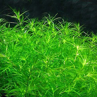 Najas indica 