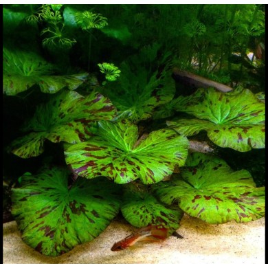 Nymphaea lotus “Zenkeri Green Tiger”