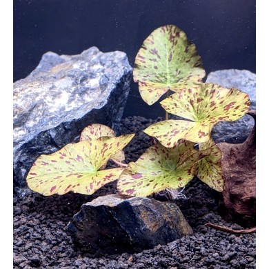 Nymphaea lotus “Zenkeri Green Tiger”