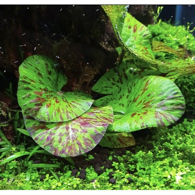 Nymphaea lotus “Zenkeri Green Tiger”