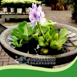 Eichhornia crassipes - Águapé - Jacinto-de-água