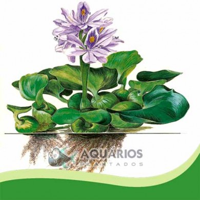 Eichhornia crassipes - Águapé - Jacinto-de-água