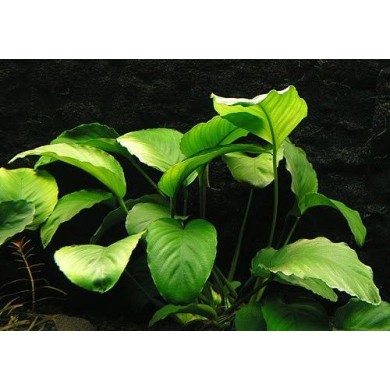 Anubias barteri var. barteri