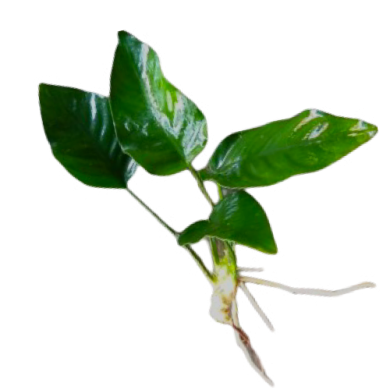 Anubias barteri var. barteri