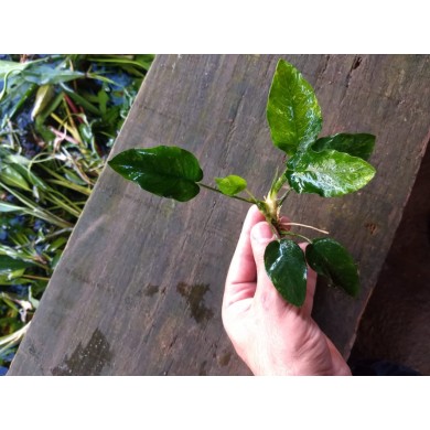 Anubias barteri var. nana "Variegata"