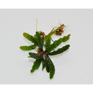 Bucephalandra