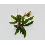 Bucephalandra 