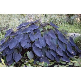 Colocasia esculenta var. 'Black Magic'