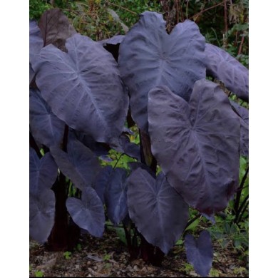 Colocasia esculenta var. 'Black Magic'