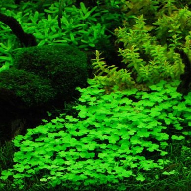 Hydrocotyle tripartita