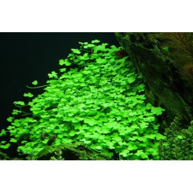 Hydrocotyle tripartita