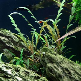 Hygrophila pinnatifida