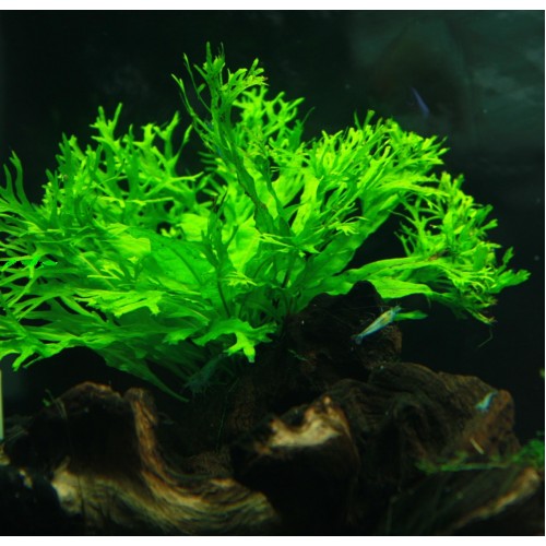 Microsorum Pteropus Aquarios Plantados