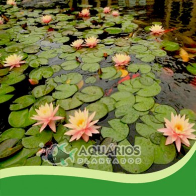 Nymphaea “Pink”