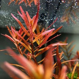 Rotala sp. 'Gia Lai' (H'ra)