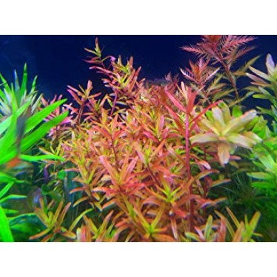 Rotala sp. 'Gia Lai' (H'ra)