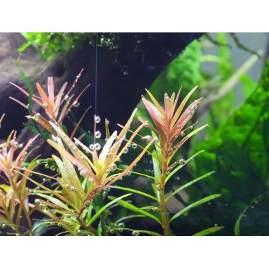 Rotala sp. 'Gia Lai' (H'ra)