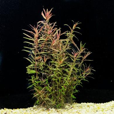 Rotala macrandra 'Narrow Leaf'