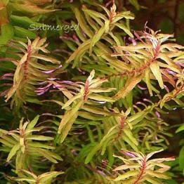 Rotala macrandra 'Narrow Leaf'