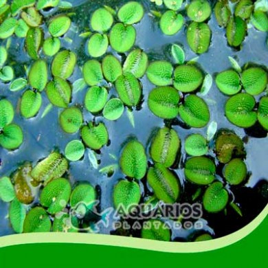 Salvinia auriculata Aubl.