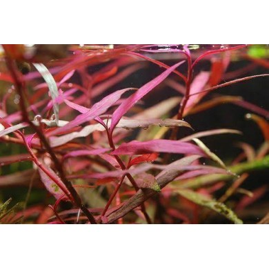 Polygonum Sp. (Pink)