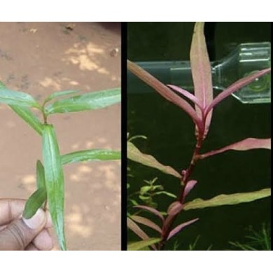 Polygonum Sp. (Pink)