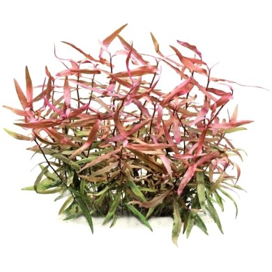 Polygonum Sp. (Pink)