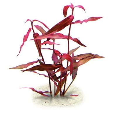 Polygonum Sp. (Pink)