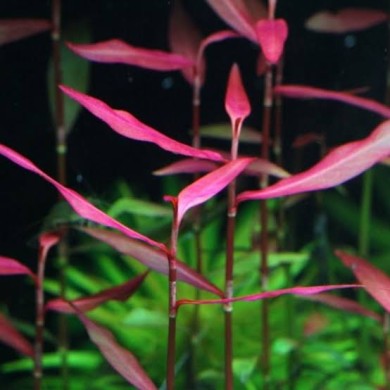 Polygonum Sp. (Pink)
