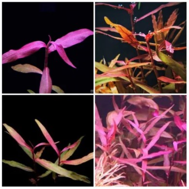 Polygonum Sp. (Pink)