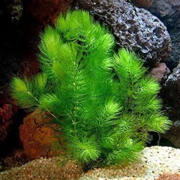 Ceratophyllum demersum (Rabo de raposa)