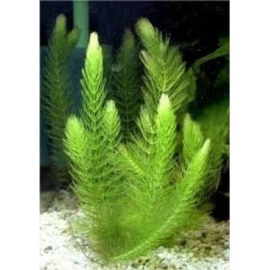 Ceratophyllum demersum (Rabo de raposa)