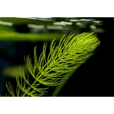 Ceratophyllum demersum (Rabo de raposa)