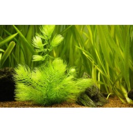 Ceratophyllum demersum (Rabo de raposa)