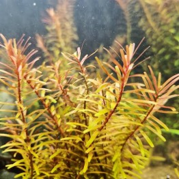 Rotala indica