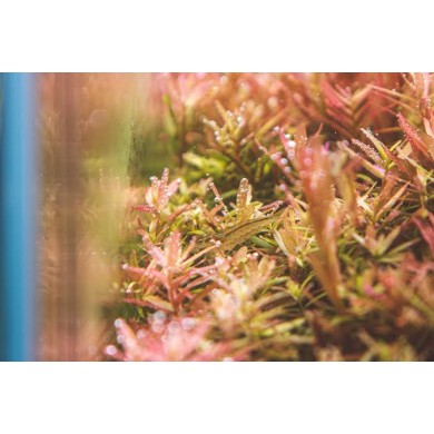 Rotala indica