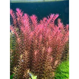 Rotala indica