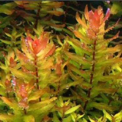Rotala macrandra “Green”