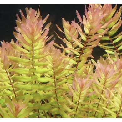 Rotala macrandra “Green”