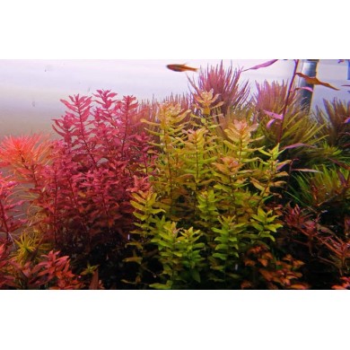 Rotala macrandra “Green”