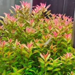 Rotala macrandra “Green”