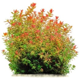 Rotala macrandra “Green”