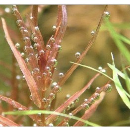 Rotala macrandra 'Narrow Leaf'