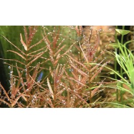 Rotala macrandra 'Narrow Leaf'