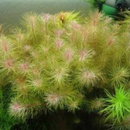 Rotala repens