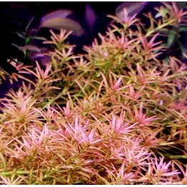 Rotala sp. “Goias” (Rotala mexicana “Goias”)