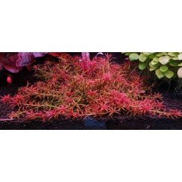 Rotala sp. “Goias” (Rotala mexicana “Goias”)