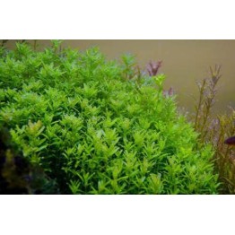 Rotala sp. “Green”